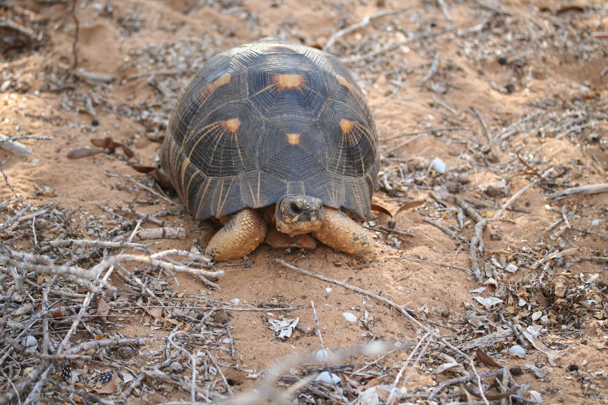 Imagem de Astrochelys radiata (Shaw 1802)