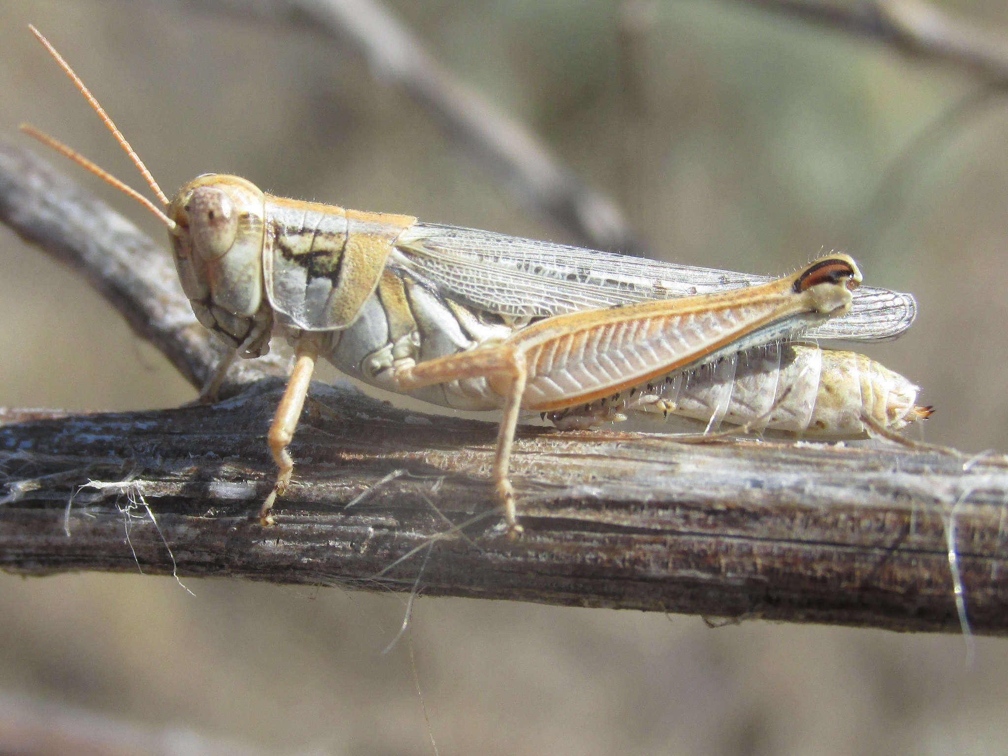 Melanoplus bowditchi canus Hebard 1925的圖片