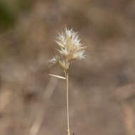 Plancia ëd Rytidosperma geniculatum (J. M. Black) Connor & Edgar