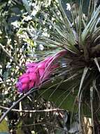 Image of Airplant