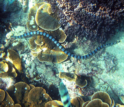 Image of Blackbanded Sea Krait