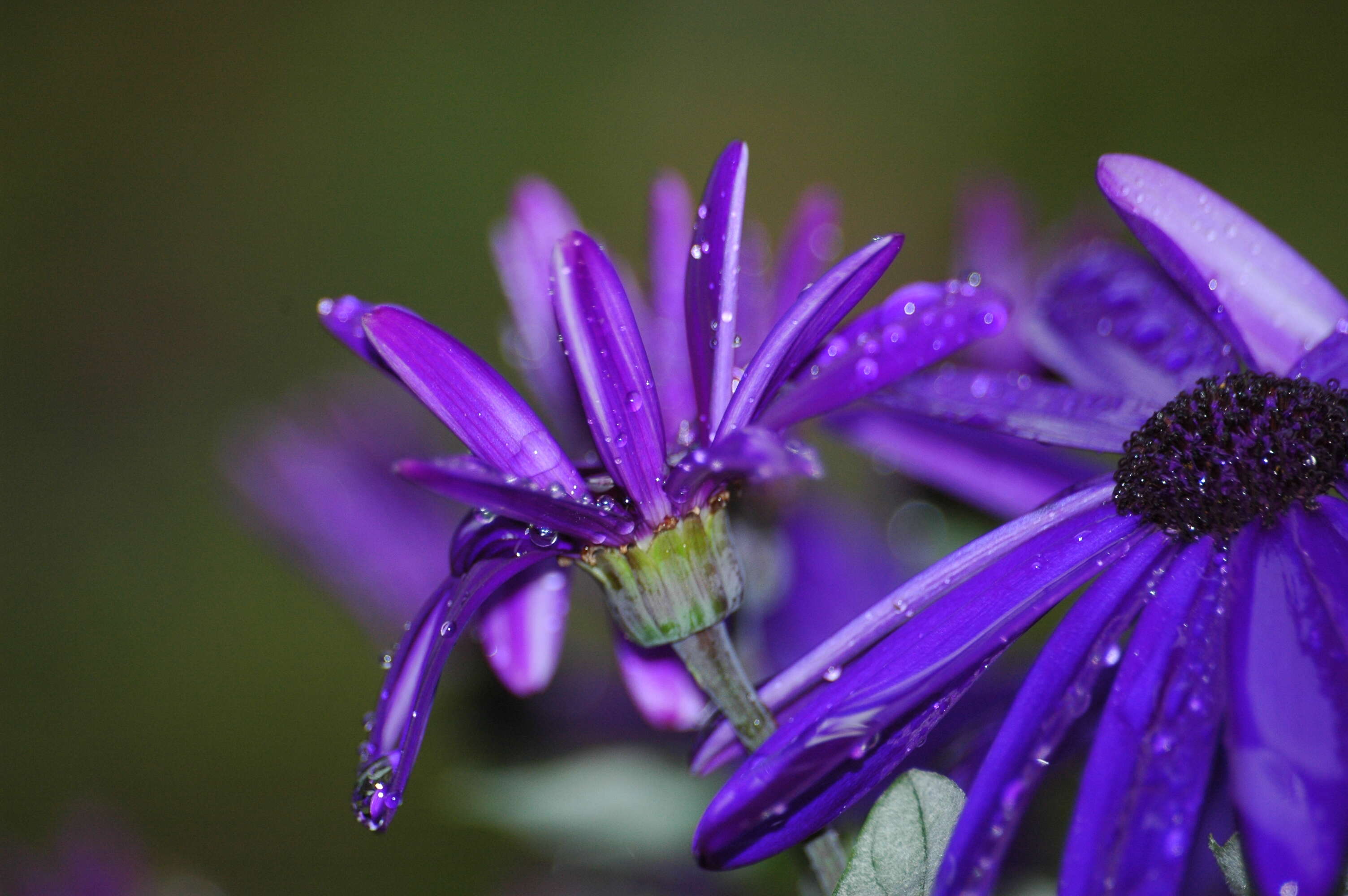 Image of common ragwort