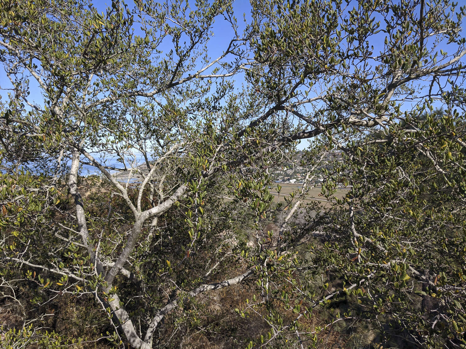 Image of smooth mountain mahogany