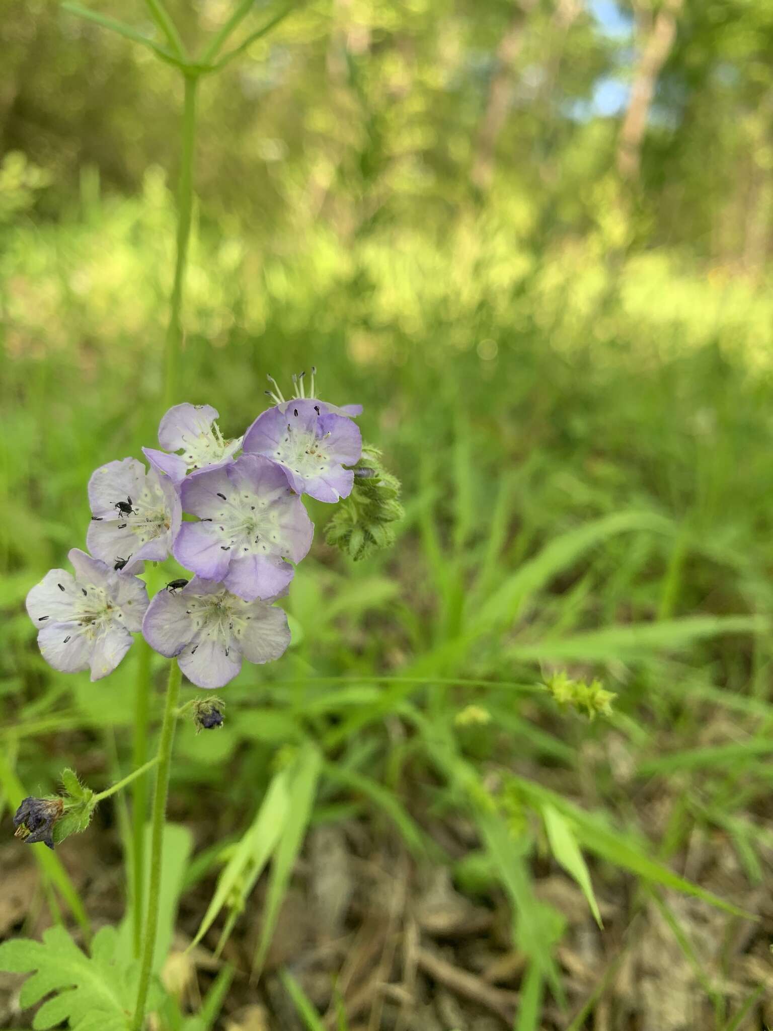 Sivun Phacelia hirsuta Nutt. kuva