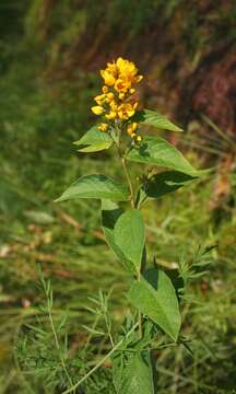 Image of Yellow Loosestrife