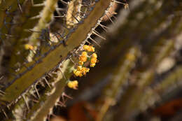 Image of Euphorbia otjipembana L. C. Leach