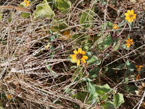 Image of Palmer's zinnia