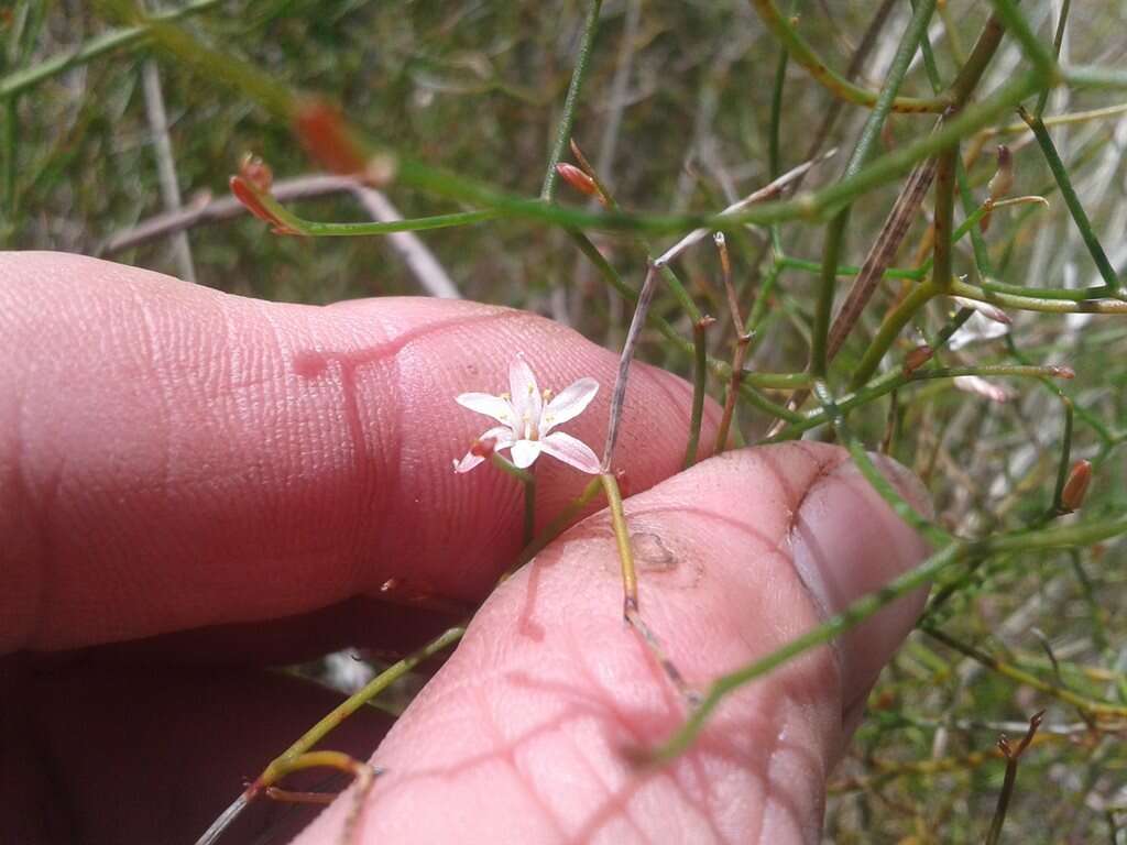 Sivun Corynotheca micrantha (Lindl.) Druce kuva