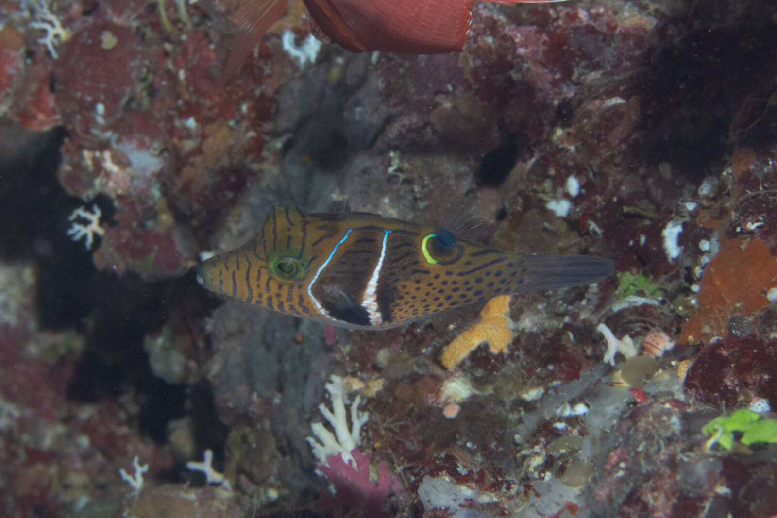 Image of Circle-barred puffer