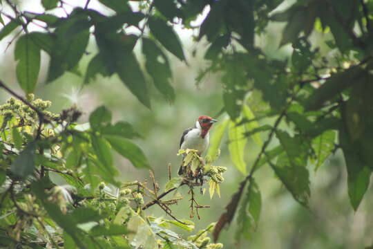 Image of Masked Cardinal