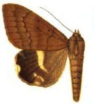Image of Achaea catocaloides Guenée 1852