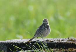 Image of Meadow Pipit