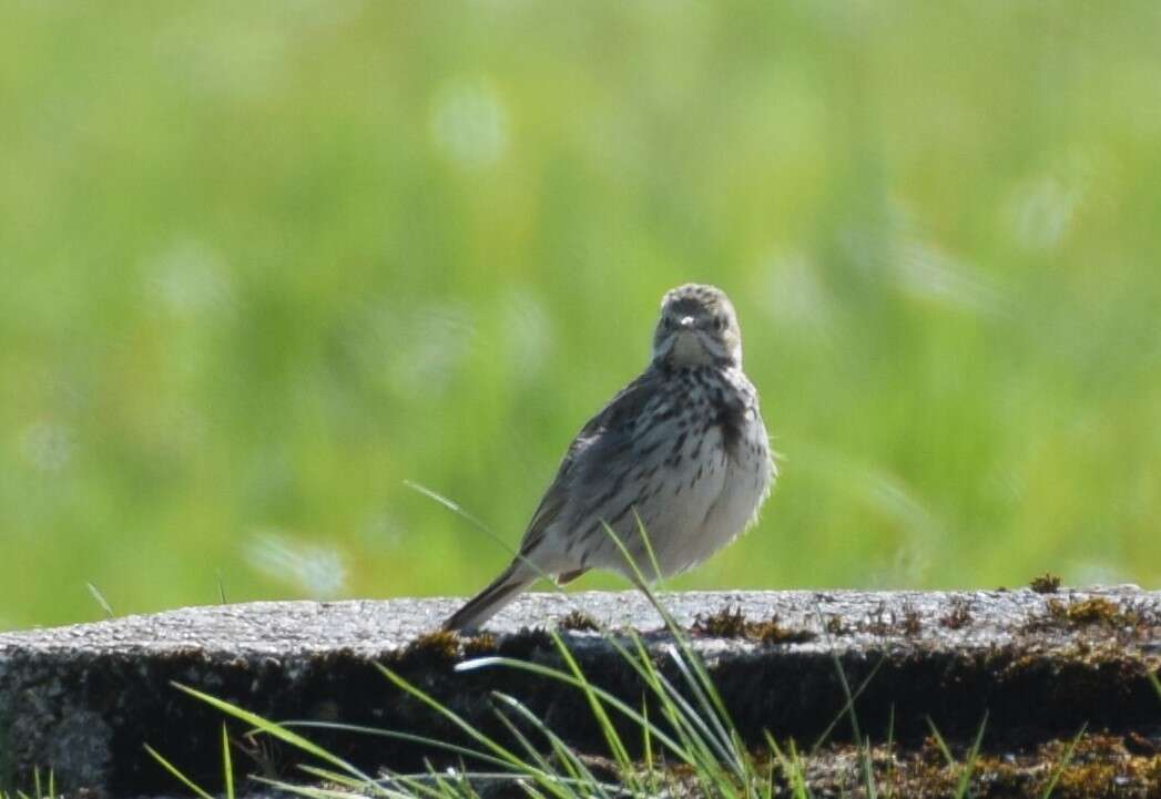 Image of Meadow Pipit