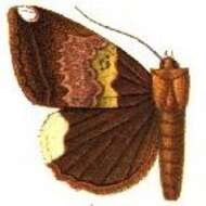 Image of Achaea leucopera Druce 1912