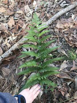 Image of Autumn fern