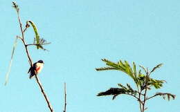 Image of Red-keeled Flowerpecker