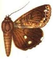 Image of Ercheia pulchrivena Walker 1864