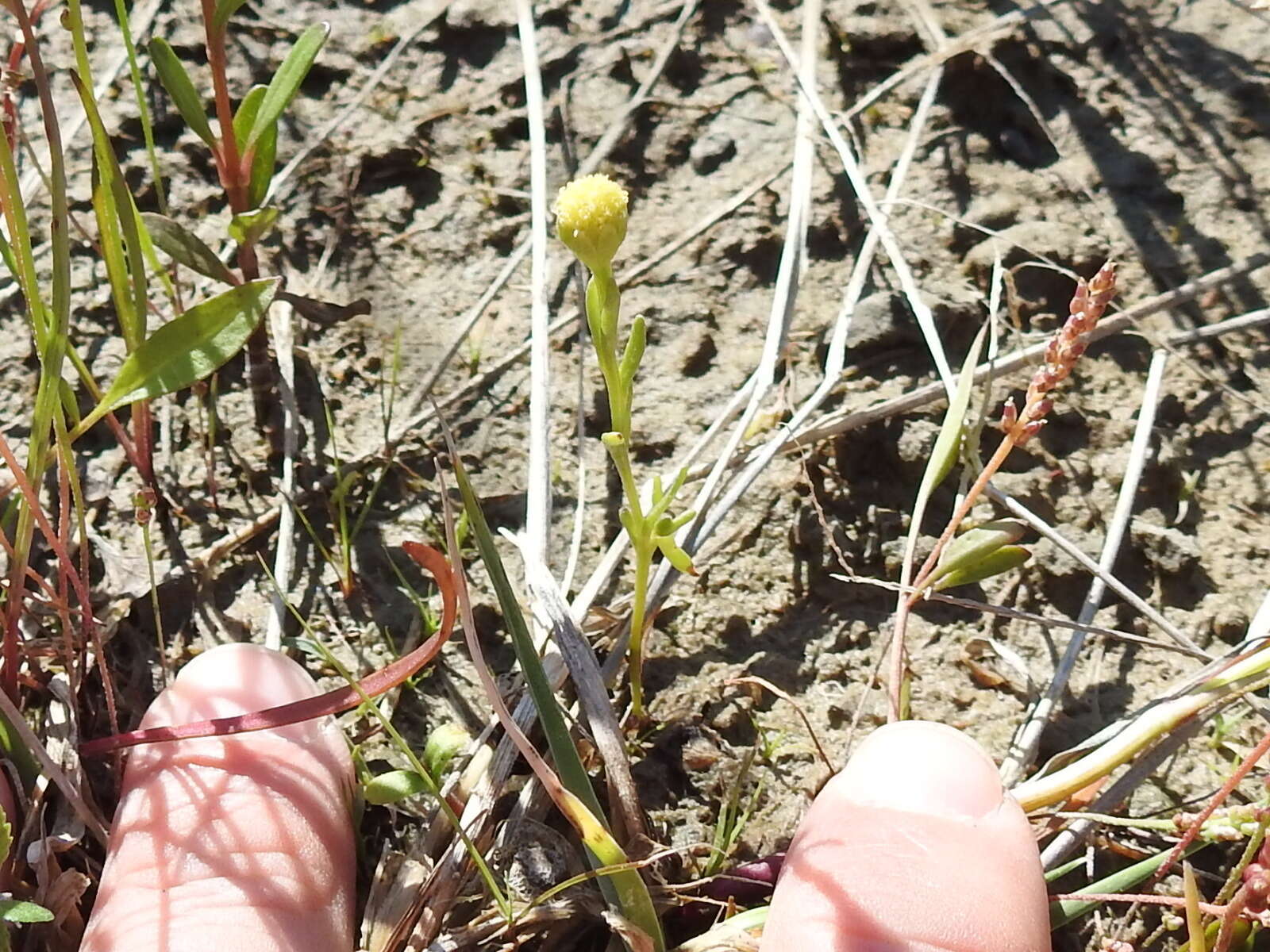 Image of pygmy prairiedawn