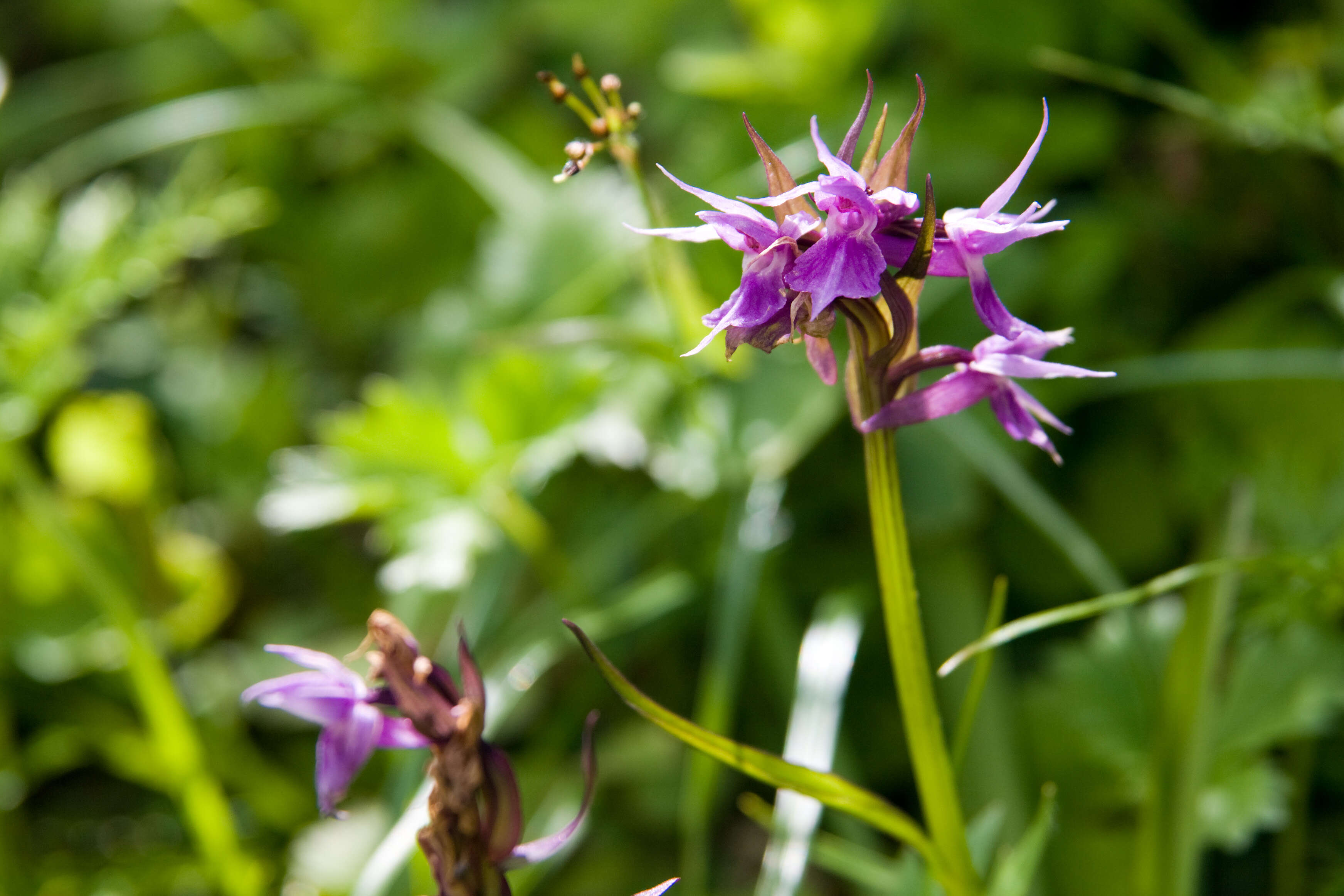 Image de Dactylorhiza aristata (Fisch. ex Lindl.) Soó