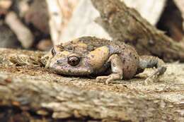 Image of Tyler’s Toadlet