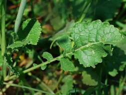 Image of charlock mustard