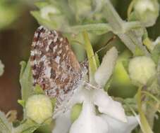 Image de Theclinesthes serpentata (Herrich-Schäffer 1869)