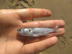 Image of Blueback Mullet