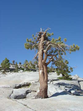 Image of Jeffrey Pine