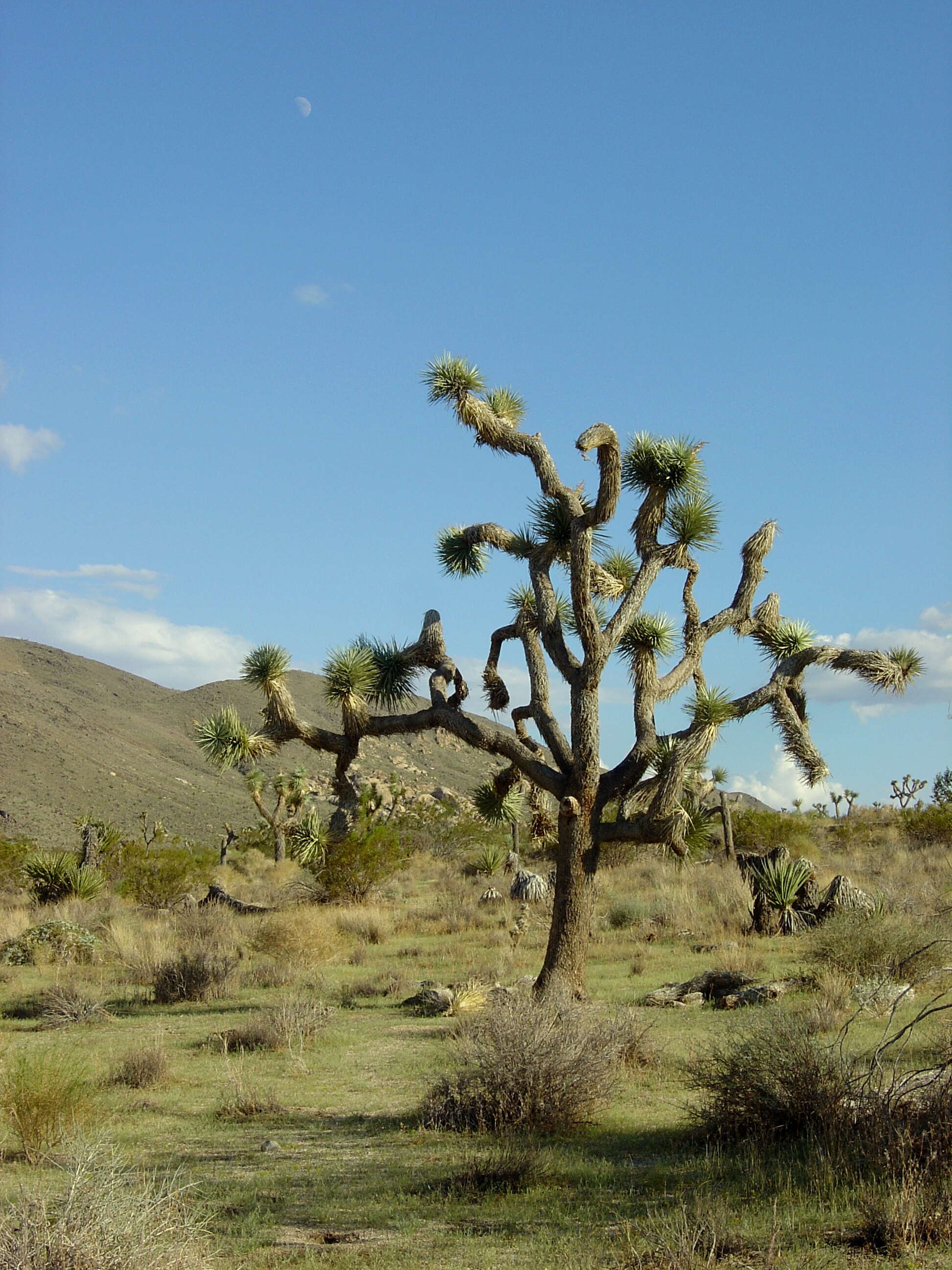 Слика од Yucca brevifolia Engelm.