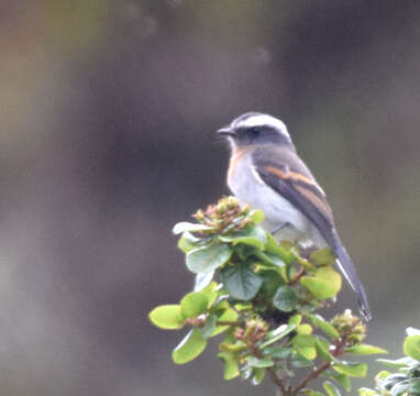 Image of Rufous-breasted Chat-Tyrant