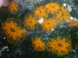 Image of Star ascidian