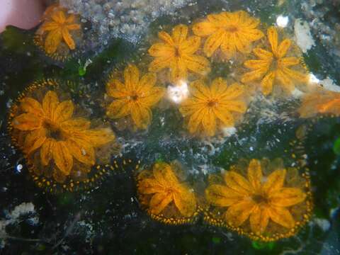 Image of Star ascidian