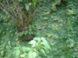 Image of Gasteracantha taeniata (Walckenaer 1841)