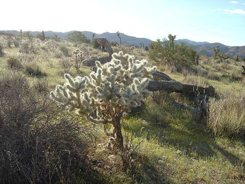 Image of teddybear cholla