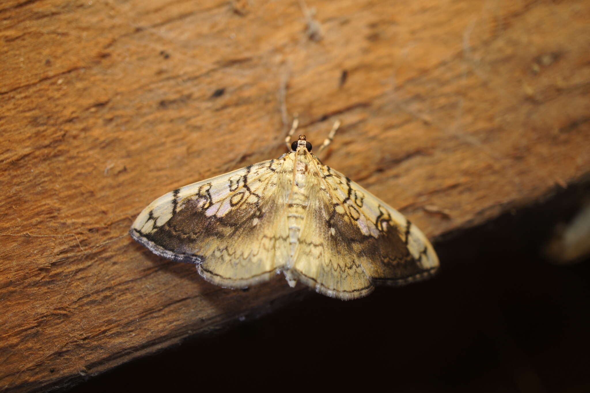 Image of Basswood Leafroller