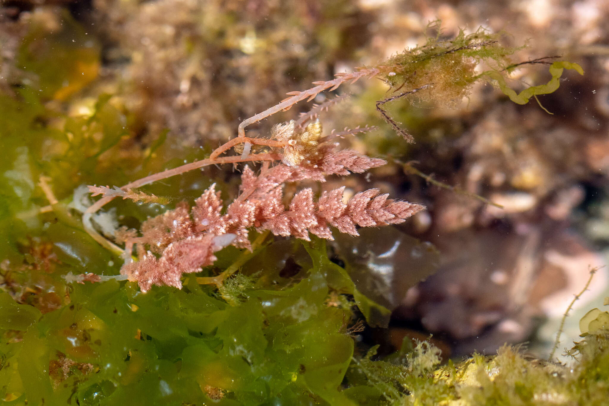 Слика од Asparagopsis armata