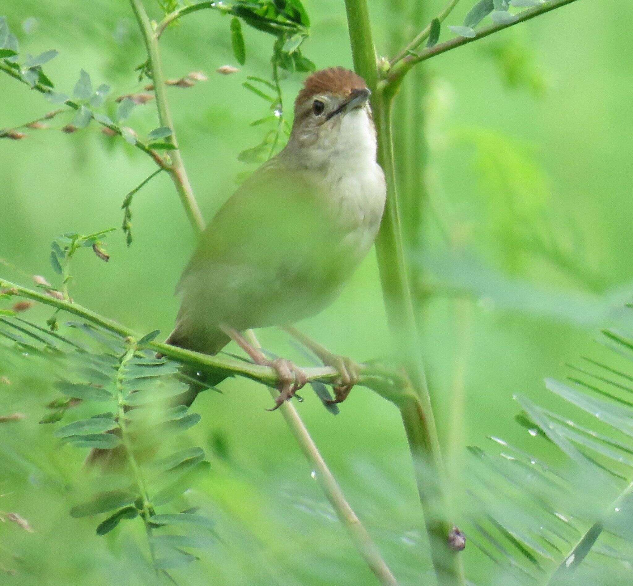 Image of Tawny Grassbird