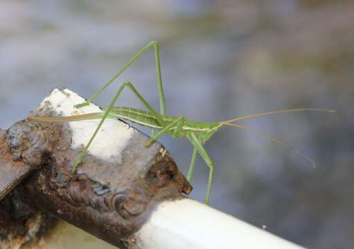 Image of Common Predatory Bush-cricket