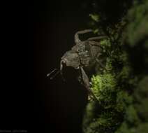 Image of Onidistus araneus Pascoe 1870