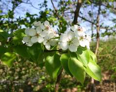 Image of European Pear