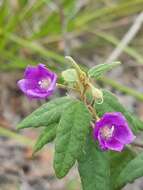 Image of Howittia trilocularis F. Müll.