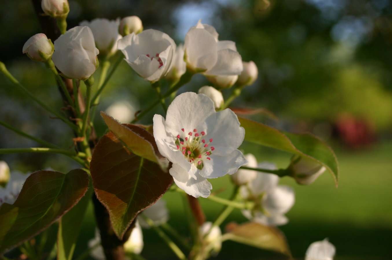 Plancia ëd Pyrus ussuriensis Maxim.