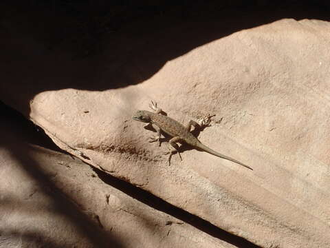 Image of Eastern Fence Lizard