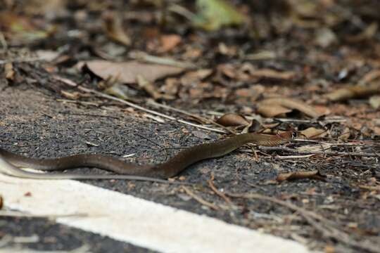 Image of Wynad Keelback