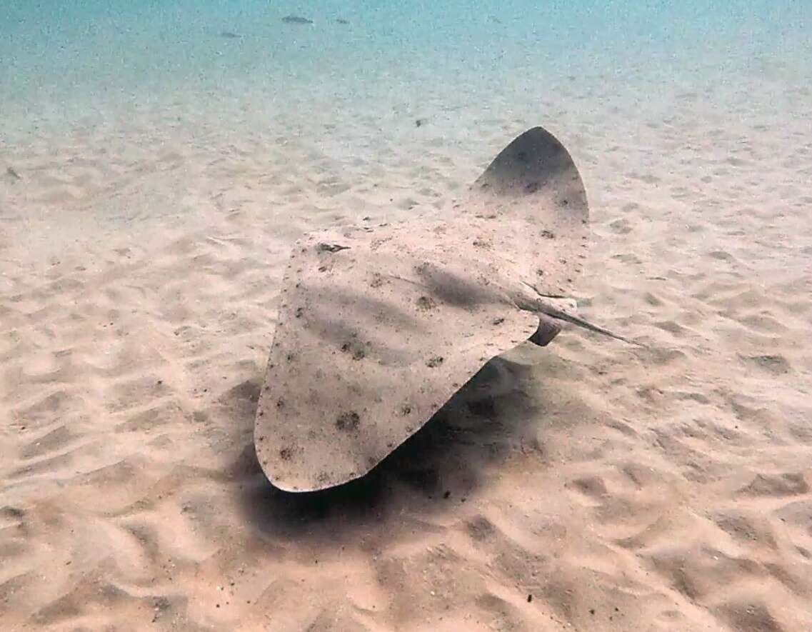 Image of Spiny Butterfly Ray