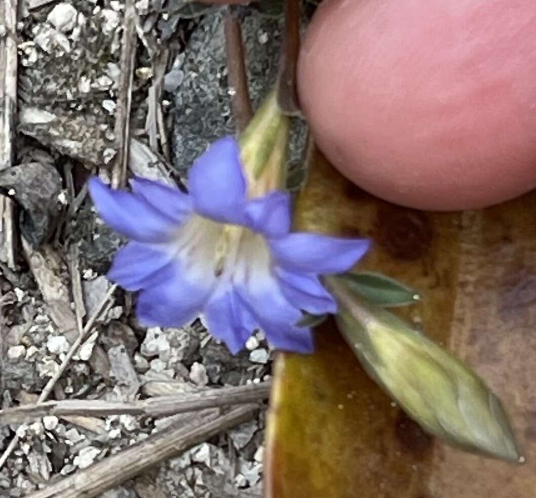 صورة <i>Gentiana loureiroi</i> (G. Don) Grisebach