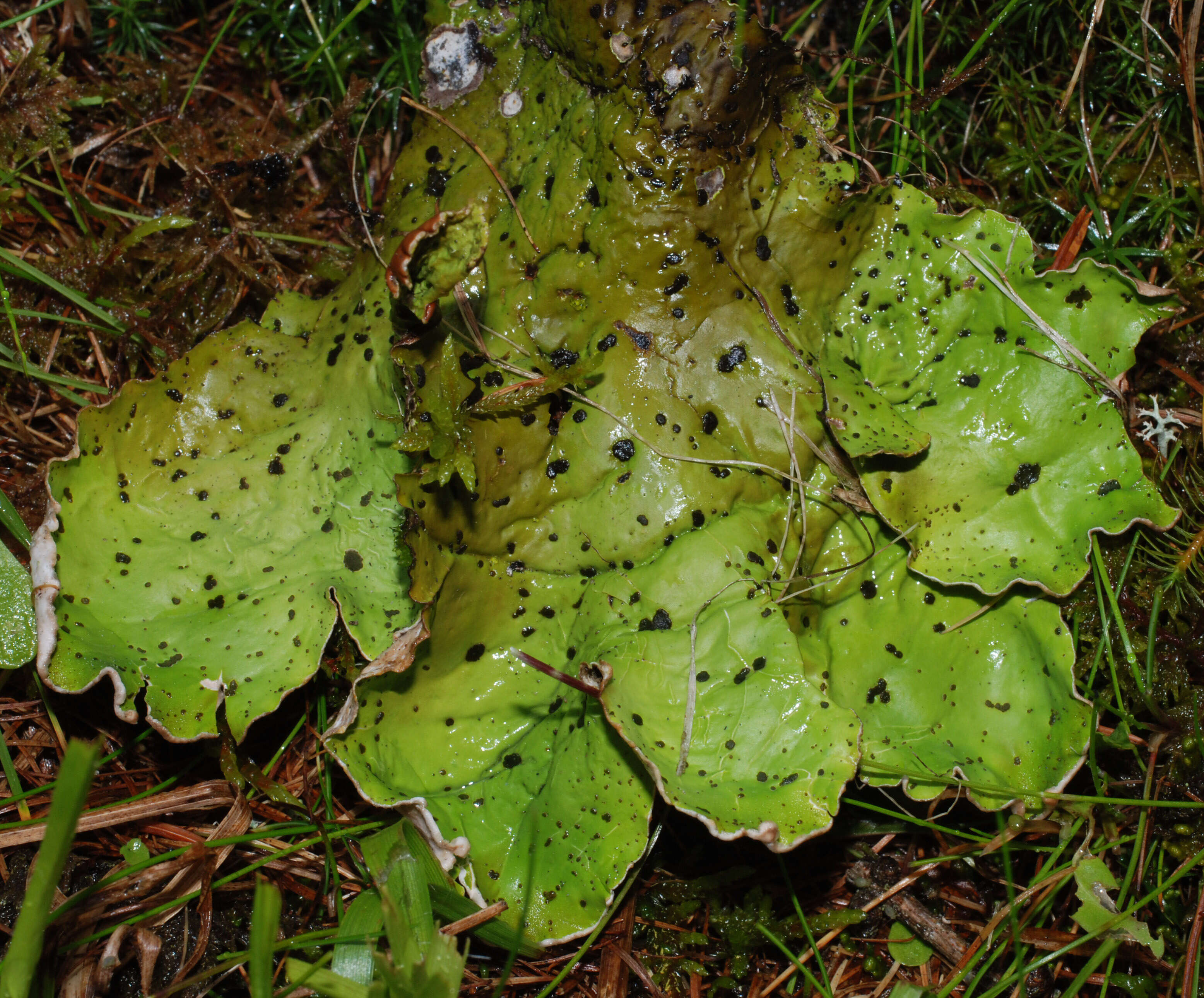 Image of felt lichen