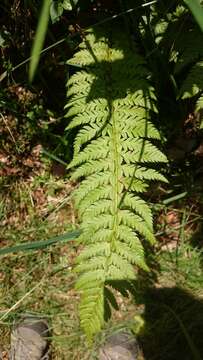 Imagem de Polystichum aculeatum (L.) Roth