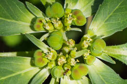 Слика од Euphorbia davidii Subils