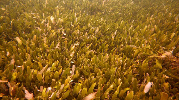 Image of Caulerpa prolifera